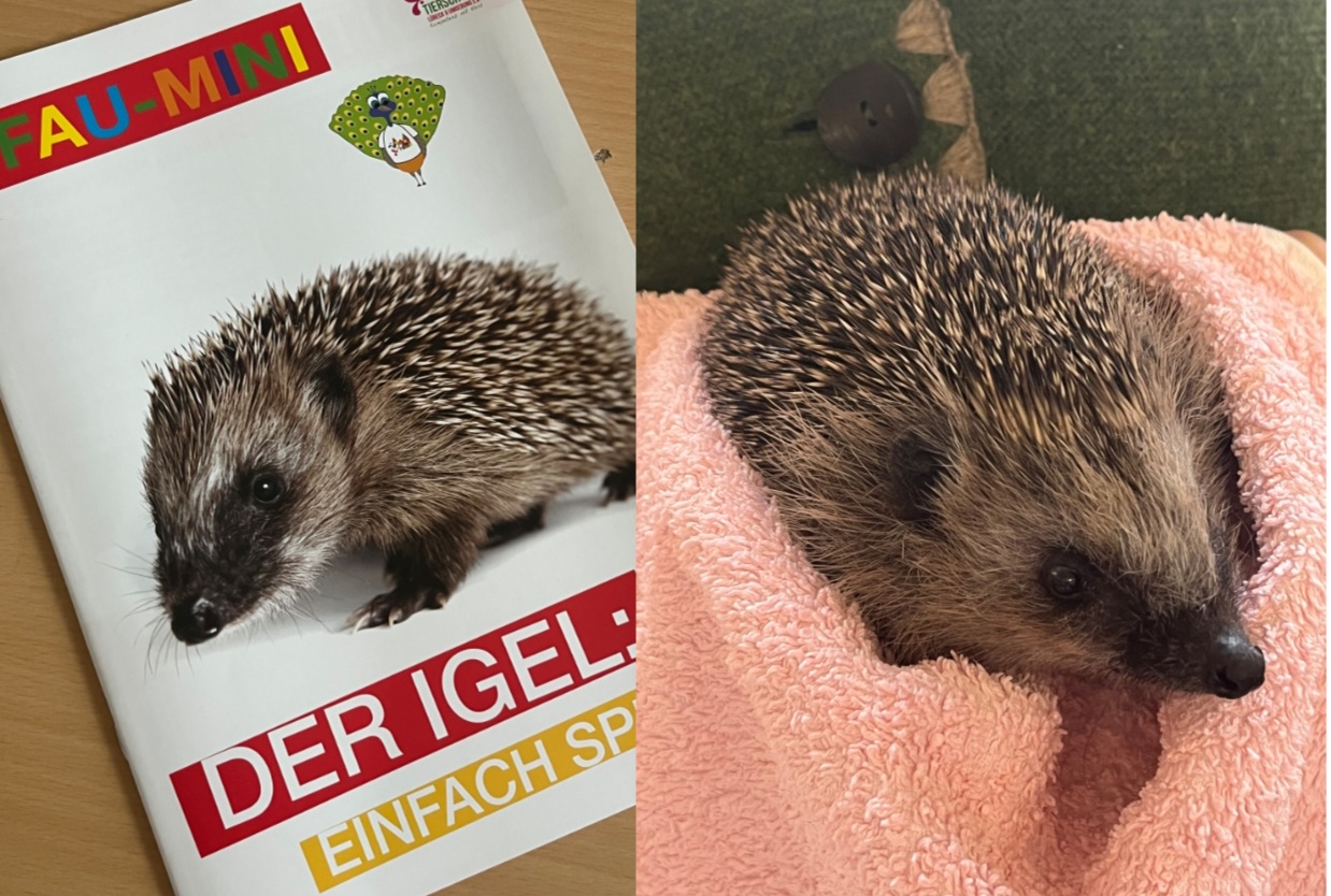 Collage 2025 11 19 15 32 04